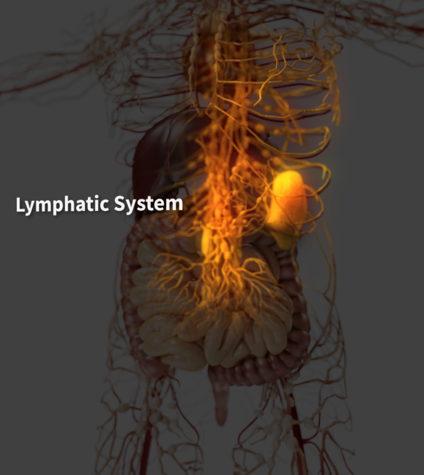 Part of the lymphatic system